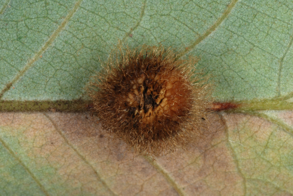 Acraspis villosa