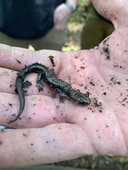Plethodon ouachitae