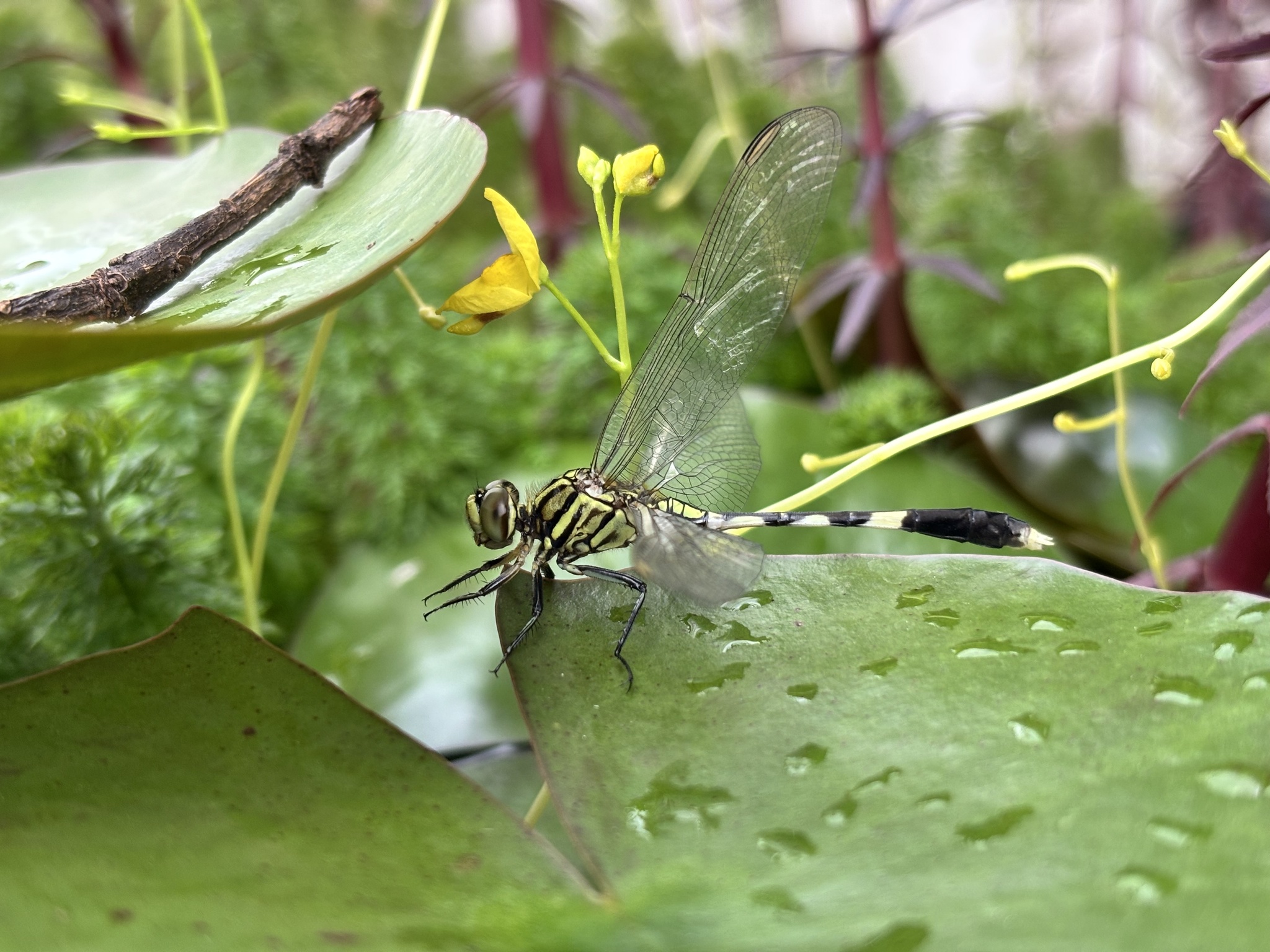 Slender Skimmer