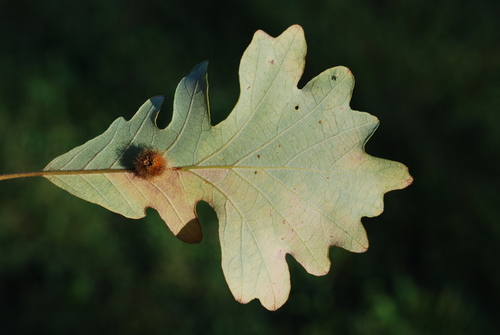 Acraspis villosa photo 2