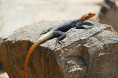 Agama planiceps
