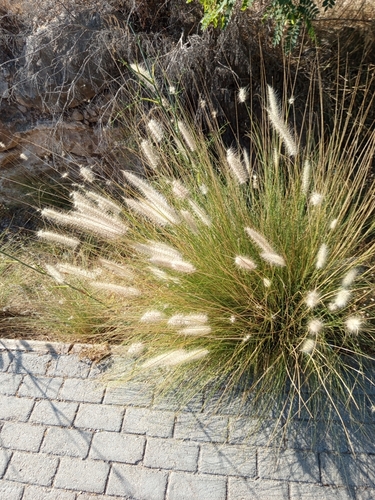 Pennisetum orientale iNat (2)