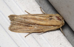 Leucania phragmitidicola