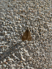 Phryganidia californica