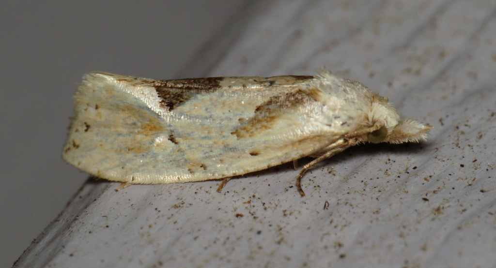 Aethes mymara