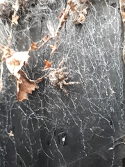 Araneus diadematus