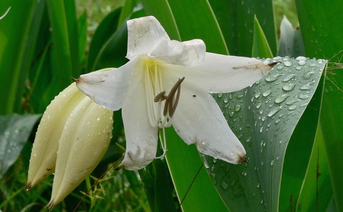 Crinum glaucum