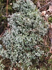Cladonia turgida