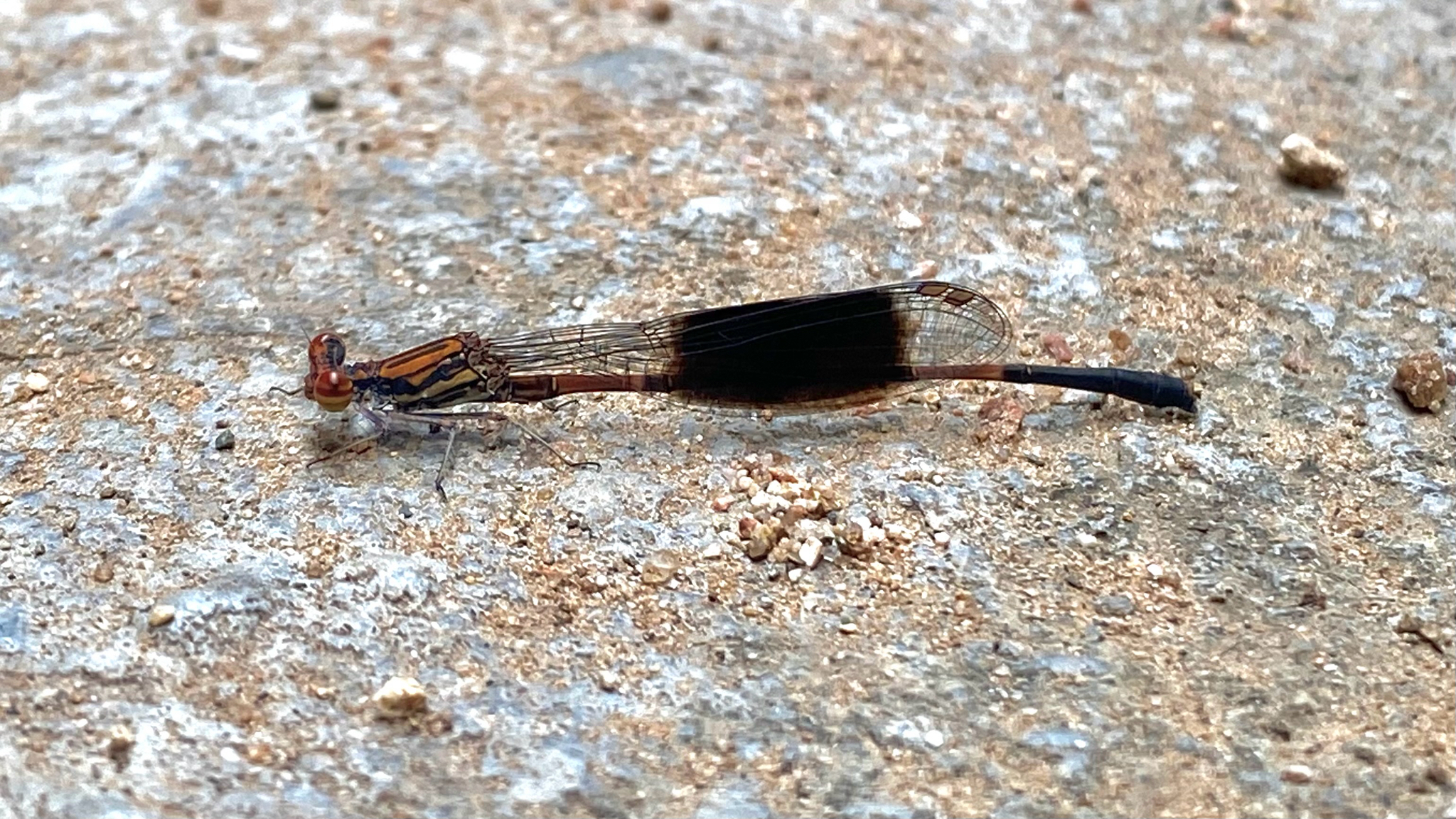 Black-Banded Threadtail