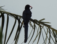 Phoeniculus purpureus