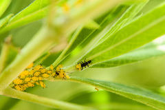 Coelophora inaequalis