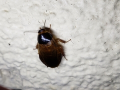 Pycnoscelus surinamensis