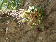 Arabis caucasica
