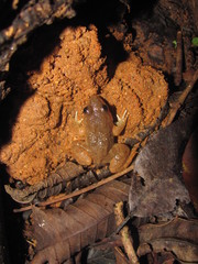 Limnonectes gyldenstolpei
