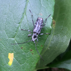 Sarosesthes fulminans