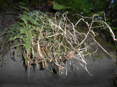 Arabis caucasica