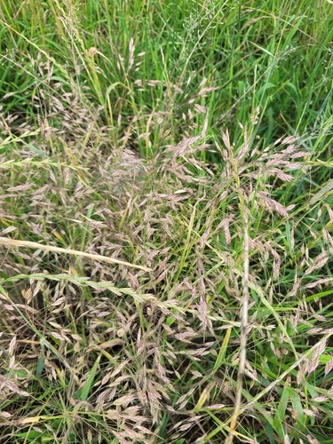 Field brome (Bromus arvensis)