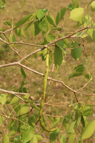 Handroanthus heptaphyllus (Vell.) Mattos 3
