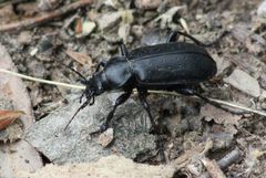 Calosoma maderae
