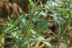 Botryosphaeria dothidea