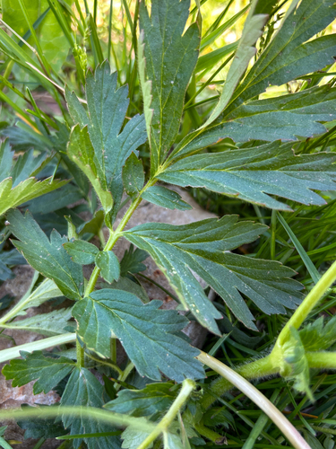 Plaukuotoji žiognagė nuotrauka