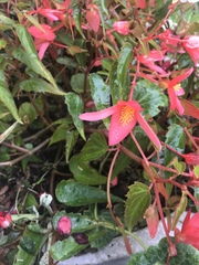 Begonia boliviensis