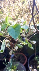 Magnoliopsida