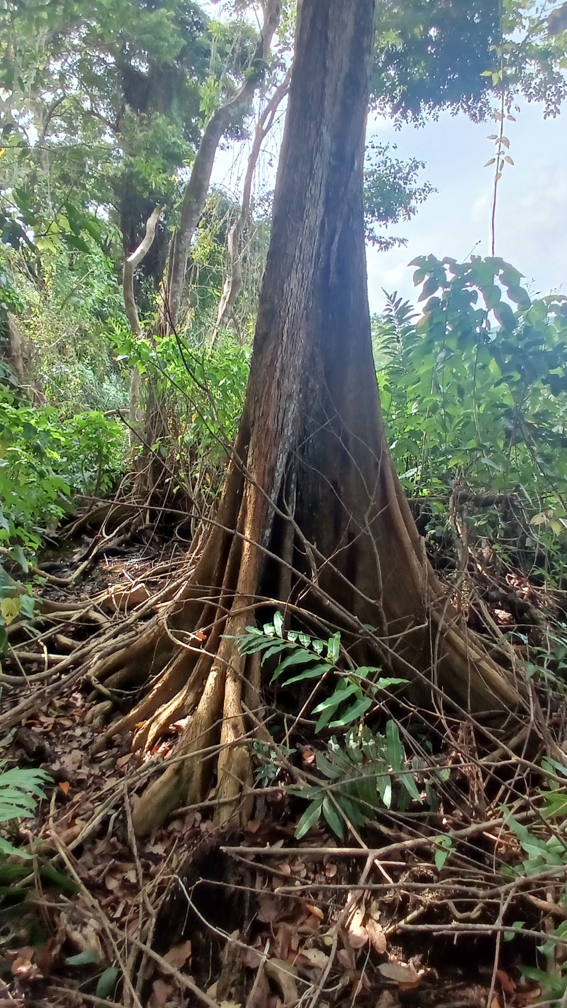 Imagem de Pterocarpus officinalis