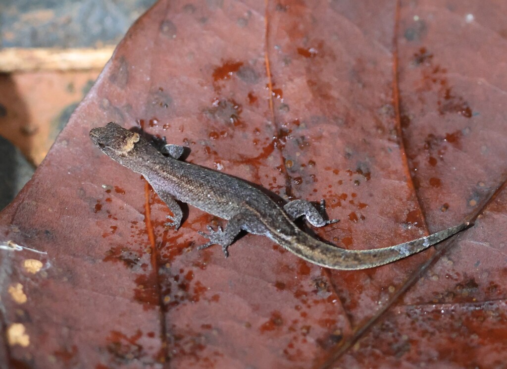 Lepidoblepharis sanctaemartae