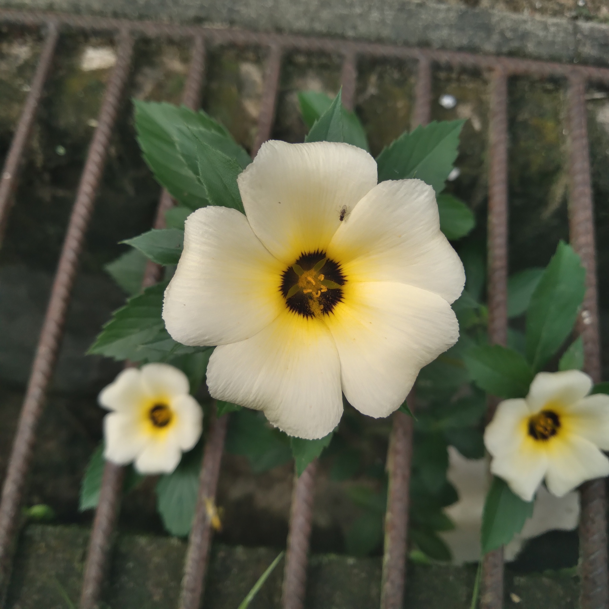 Turnera subulata