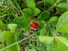 Anartia amathea