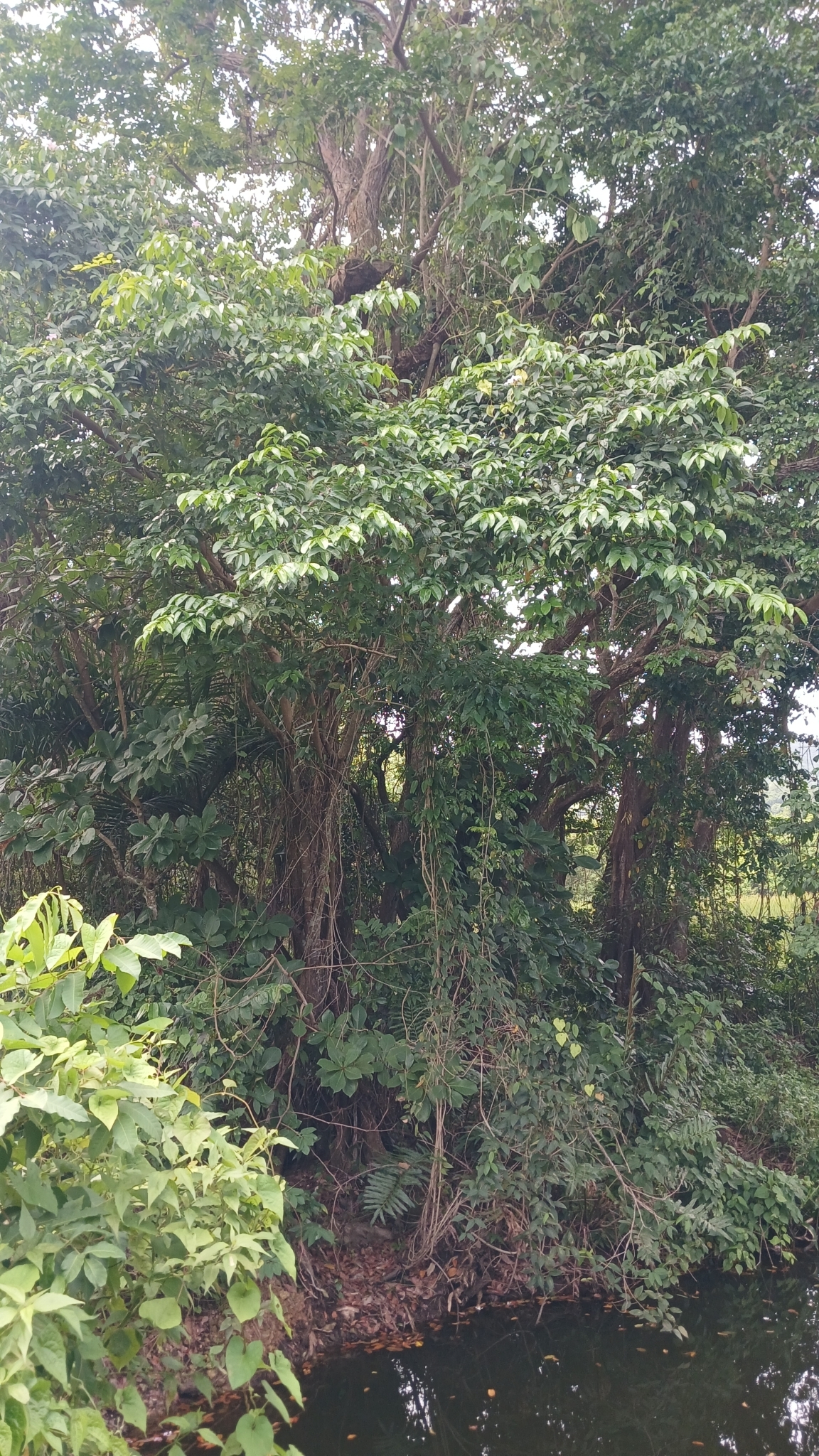 Imagem de Pterocarpus officinalis