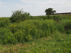 Oncosiphon suffruticosus