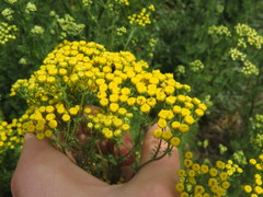 Oncosiphon suffruticosus