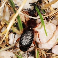 Cymindis