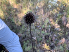 Echinacea laevigata