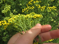 Oncosiphon suffruticosus