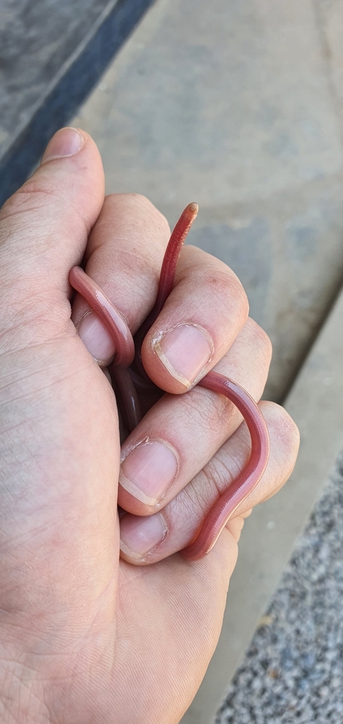 Gracile Blind-Snake