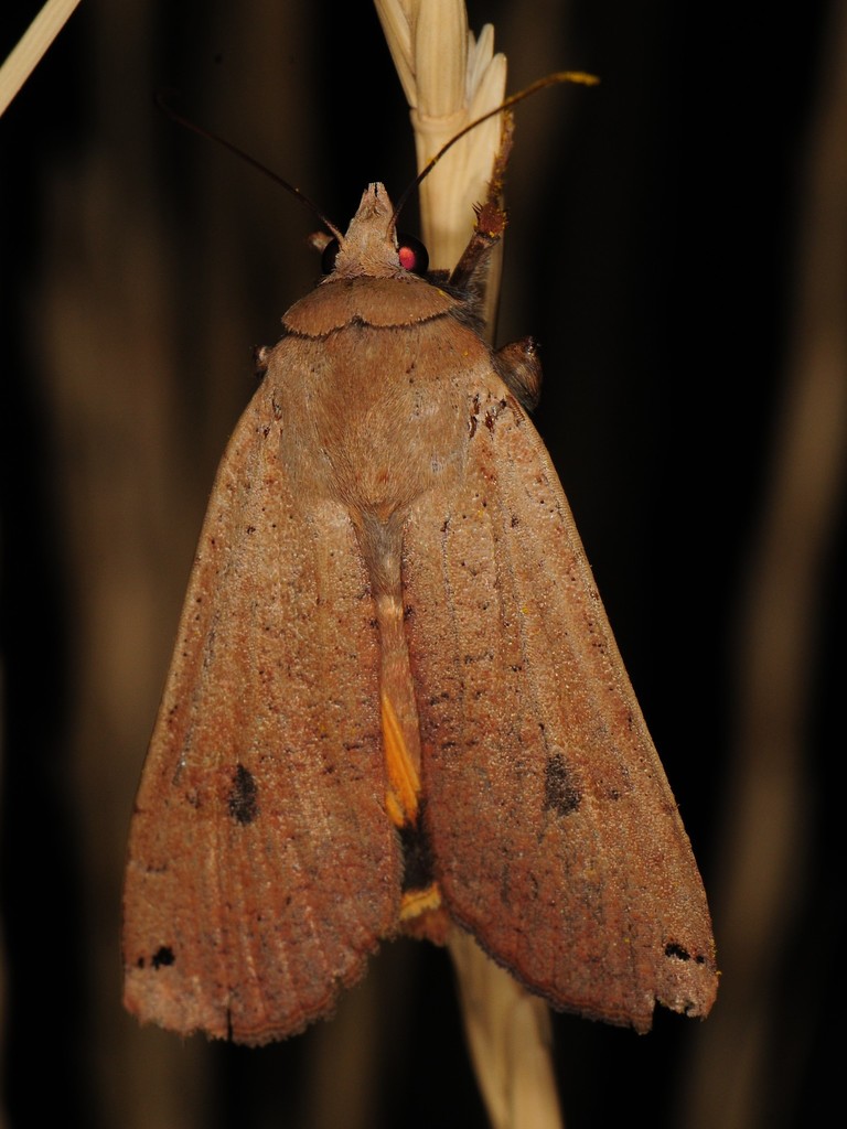 Large Yellow Underwing Common Moth And Butterflies Of Indiana · Inaturalist