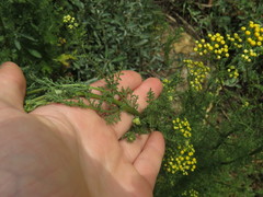 Oncosiphon suffruticosus