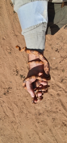 Common Tiger Snake