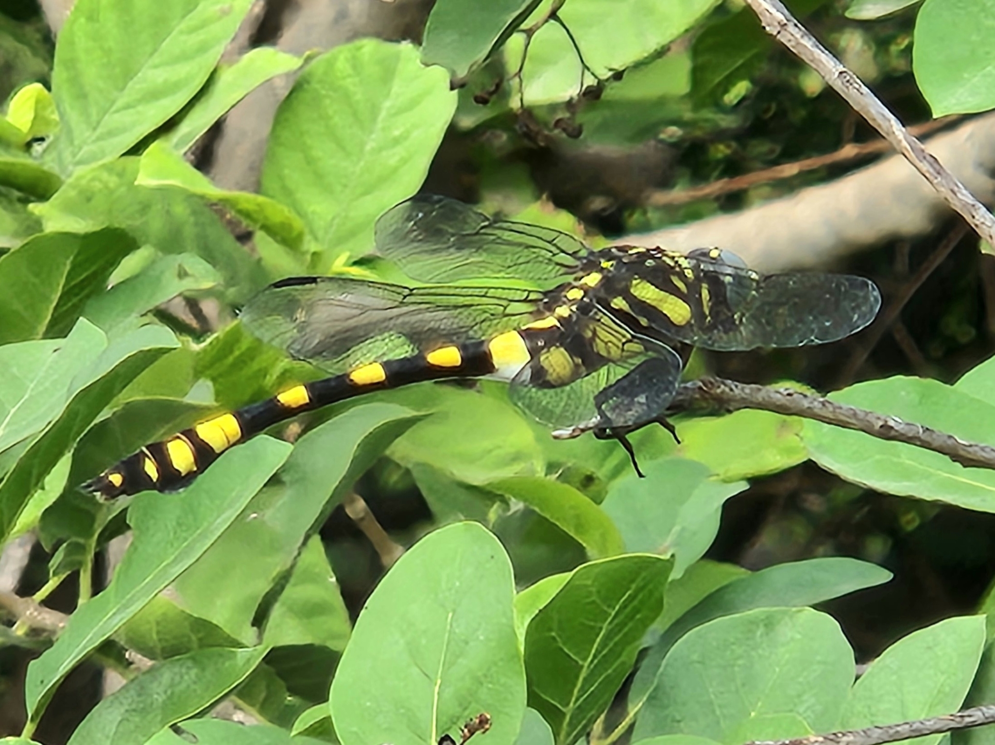 Indian Common Clubtail