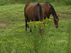 Oncosiphon suffruticosus