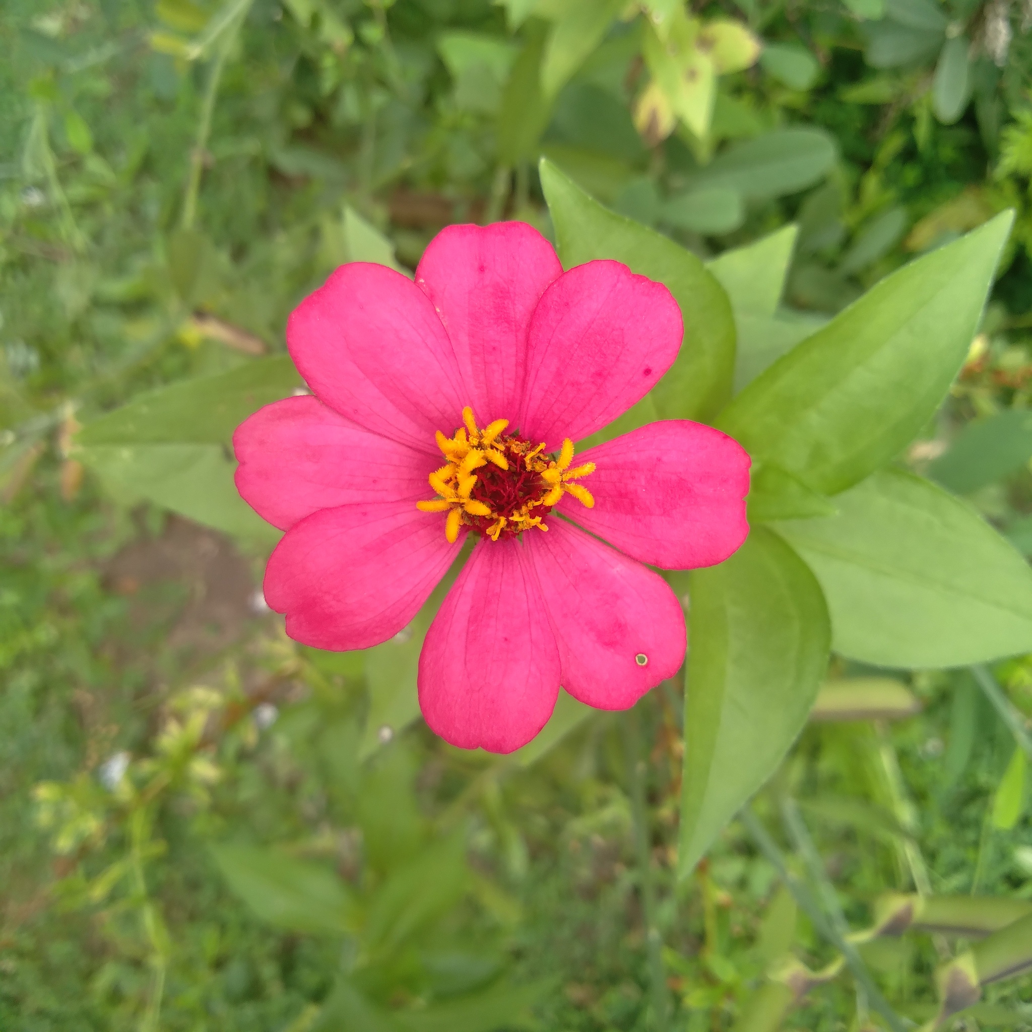 Zinnia elegans