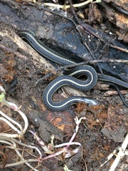 Thamnophis butleri