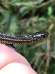 Thamnophis butleri