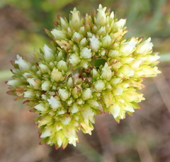 Crassula subulata subulata