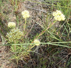 Crassula subulata subulata