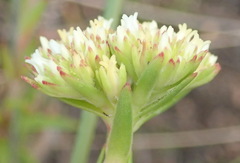 Crassula subulata subulata