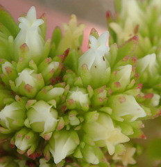 Crassula subulata subulata